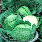 150 Pcs Savoy Cabbage Seeds