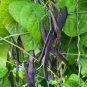 15 Pcs Black Garden Bean Phaseolus vulgaris Hybrid Vegetable Bonsai