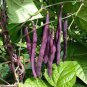 15 Pcs Black Garden Bean Phaseolus vulgaris Hybrid Vegetable Bonsai