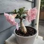 2 Pcs Orange Light Rose Pink Adenium Desert Rose Flower Bonsai Seeds