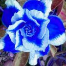 2 Pcs Blue White Adenium Desert Rose Perennial Seeds