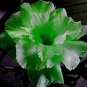 2 Pcs Bright Green Adenium Desert Rose Bonsai Flower Seeds