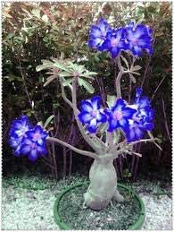 2 Pcs White Adenium Desert Rose with Blue Edge Bonsai Flower Seeds