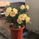 2 Pcs Golden Adenium Desert Rose Flower Bonsai Seeds