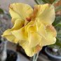 2 Pcs Golden Adenium Desert Rose Flower Bonsai Seeds