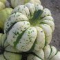 6 Pcs Squash Sweet Dumplings Vegetable Seeds