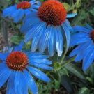30 Pcs Echinacea Dark Blue Perennial Flower Seeds 30 Pcs Echinacea Dark Blue Perennial Flower Seeds
