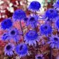30 Pcs Echinacea Dark Blue Perennial Flower Seeds