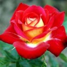 50 Pcs Rose Tree Red Yellow Hybrid Flower Seeds 50 Pcs Rose Tree Red Yellow Hybrid Flower Seeds