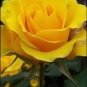 50 Pcs Rose Tree Red Yellow Hybrid Flower Seeds