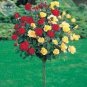 50 Pcs Rose Tree Red Yellow Hybrid Flower Seeds