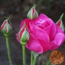 50 Pcs Rose Tree Rose-red Perenial Flower Seeds 50 Pcs Rose Tree Rose-red Perenial Flower Seeds