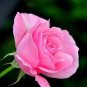 50 Pcs Rose Tree Rose-red Perenial Flower Seeds