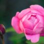 50 Pcs Rose Tree Rose-red Perenial Flower Seeds