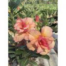 2 Pcs Adenium Redish Orange Petals Dark Red Centre Edge Bonsai Flower Seeds 2 Pcs Adenium Redish Orange Petals Dark Red Centre Edge Bonsai Flower Seeds