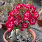 2 Pcs Adenium Whitish Red Petal Bonsai Flower Seeds