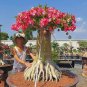 2 Pcs Adenium Whitish Red Petal Bonsai Flower Seeds