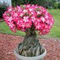 2 Pcs Adenium Whitish Red Petal Bonsai Flower Seeds