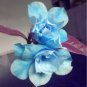 2 Pcs Adenium Sky Blue Petal Flower Bonsai Seeds