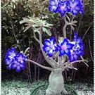 2 Pcs Adenium Dark Blue Petals Light Pink Eye Bonsai Flower Seeds