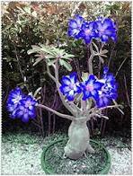 2 Pcs Adenium Dark Blue Petals Light Pink Eye Bonsai Flower Seeds