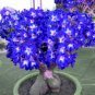 2 Pcs Adenium Dark Blue Petals Light Pink Eye Bonsai Flower Seeds