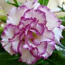 2 Pcs Adenium White Petals Purple Stripe Spot Bonsai Flower Seeds