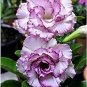 2 Pcs Adenium White Petals Purple Stripe Spot Bonsai Flower Seeds
