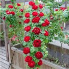 50 Pcs Rose Tree Rose-red Perenial Flower Seeds 50 Pcs Rose Tree Rose-red Perenial Flower Seeds