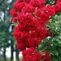 50 Pcs Rose Tree Rose-red Perenial Flower Seeds