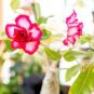 2 Pcs Heirloom 'Five Stars' Double Adenium Desert Rose Seeds