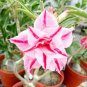 2 Pcs Heirloom 'Five Stars' Double Adenium Desert Rose Seeds