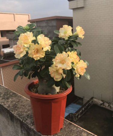 2 Pcs Adenium Golden Petals with Light Pink Edge Flower Seeds