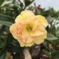 2 Pcs Adenium Golden Petals with Light Pink Edge Flower Seeds
