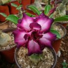 2 Pcs Spiral Bright Rose Pink Adenium Desert Rose with Purple Edge Flower Seeds