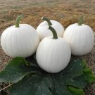 10 Pcs Moonshine Pumpkin Smooth Skinned White Pumpkin Seeds 10 Pcs Moonshine Pumpkin Smooth Skinned White Pumpkin Seeds