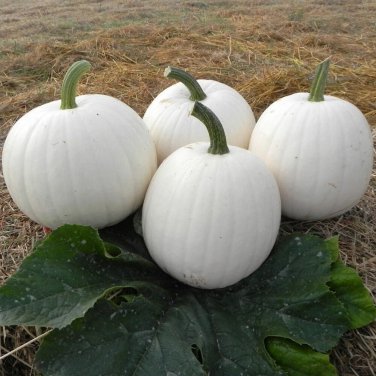 10 Pcs Moonshine Pumpkin Smooth Skinned White Pumpkin Seeds