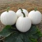 10 Pcs Moonshine Pumpkin Smooth Skinned White Pumpkin Seeds