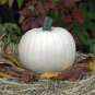 10 Pcs Moonshine Pumpkin Smooth Skinned White Pumpkin Seeds