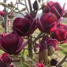 10 Pcs Rare 'Genie' Genie Dark Red Yulan Magnolia Tree Flower Seeds 10 Pcs Rare 'Genie' Genie Dark Red Yulan Magnolia Tree Flower Seeds