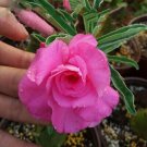 2 Pcs Imported 'dancing pink girl' Adenium Desert Rose Seeds