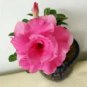 2 Pcs Imported 'dancing pink girl' Adenium Desert Rose Seeds