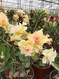 2 Pcs Adenium Golden Wavy Petals with Light Pink Edge Flower Seeds