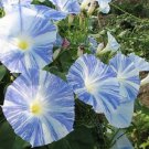 50 Pcs Rare Japan Takii White Blue Stripe Morning Glory Perennial Flower Seeds 50 Pcs Rare Japan Takii White Blue Stripe Morning Glory Perennial Flower Seeds