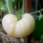 100 Pcs Ukraine Purely White Giant Tomato Organic Seeds