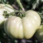 100 Pcs Ukraine Purely White Giant Tomato Organic Seeds