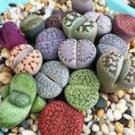 10 Pcs Mixed 10 Types of Lithops Seeds