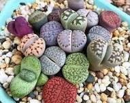 10 Pcs Mixed 10 Types of Lithops Seeds
