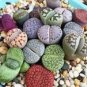 10 Pcs Mixed 10 Types of Lithops Seeds
