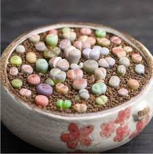 10 Pcs Mixed 10 Types of Lithops Succulent Seeds